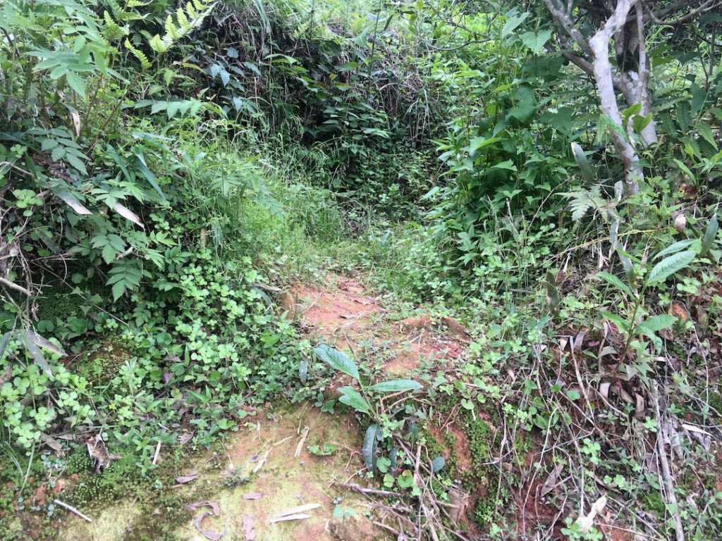 Lots of different small green plants growing down around the base of the white tea plants.