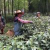 Three women in a clearing among tall trees and bamboo forest, plucking tea from bushes almost as tall as they are.