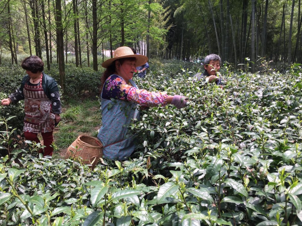 Three women in a clearing among tall trees and bamboo forest, plucking tea from bushes almost as tall as they are.