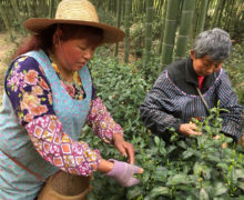 Two people plucking tea off bushes in a bamboo forest.