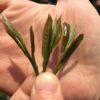 Three fresh pluckings of Guzhu Zisun held in someones fingers against their palm.