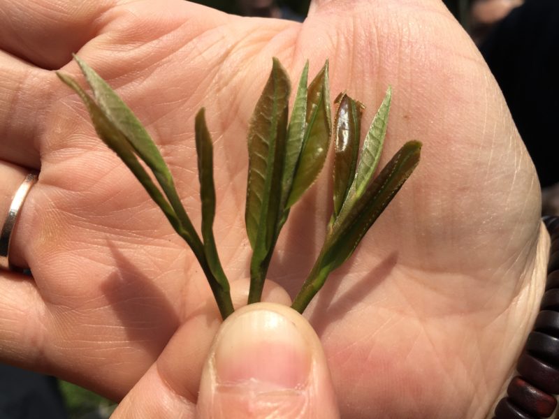 Three fresh pluckings of Guzhu Zisun held in someones fingers against their palm.