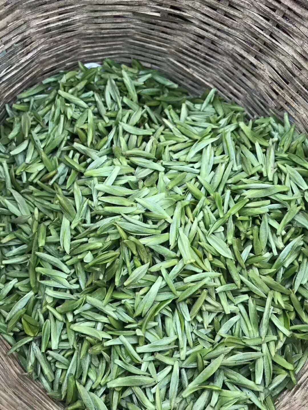 Lots of compact freshly plucked fuzzy tea buds in a woven basket. Soon to be processed into Mengding Ganlu (Sweet Dew) green tea. 2018.