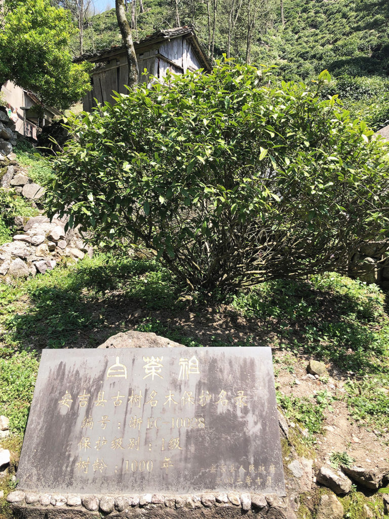 The Anji Baicha green tea mother bush growing on a hillside, with a stone marker plaque placed in front of it.