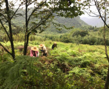 Tea pickers manually pulling weeds in Mogan Huangya yellow tea garden.