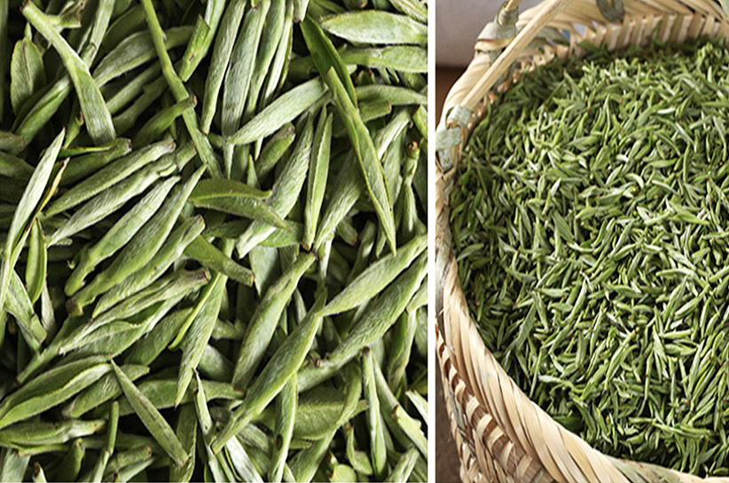 Two side by side images of a basket of freshly plucked Silver Needle tea buds and a close-up view of the buds themselves.