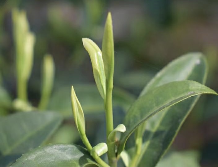 Close-up of a single one bud one leaf sprig of Ming Qian Anji Baicha on the bush.