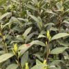 Pale green Ming Qian Anji Baicha green tea leaves on the bush.