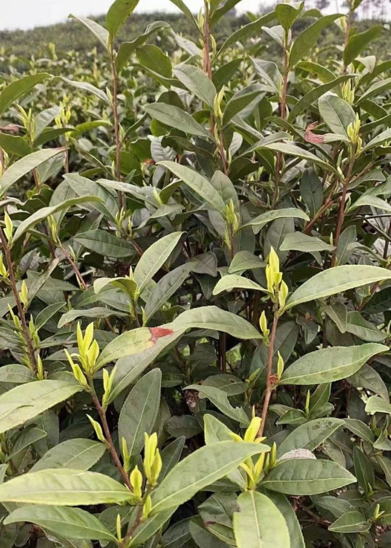 Pale green Ming Qian Anji Baicha green tea leaves on the bush.