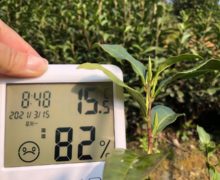 A digital thermohygrometer held up next to Anji Baicha tea buds on the bush to show the current spring weather.