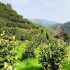 A steep hill lined with neat rows of short Anji Baicha tea bushes in Zhejiang Province, China.
