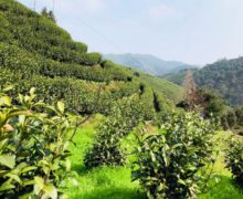 A steep hill lined with neat rows of short tea bushes in Anji County.
