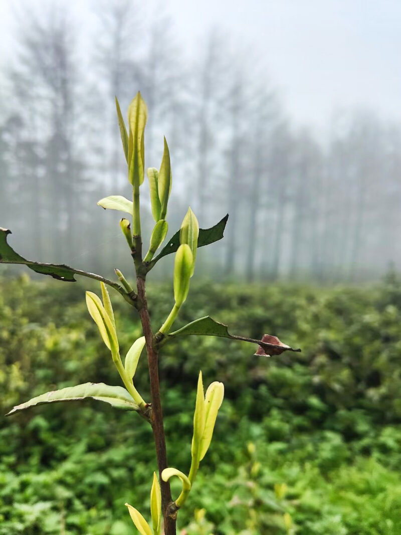 A young sprig of a tea bush that will make Mogan Huangya yellow tea in Zhejiang Province, China.