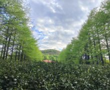 Tea bushes Between Trees in a Mogan Mountaintop Garden