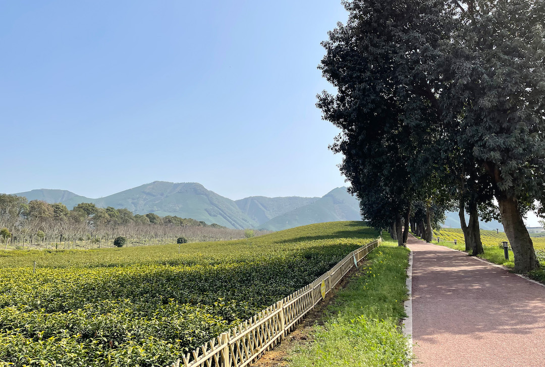 A picturesque view of Anji Baicha spring tea gardens alongside a walking path shaded by large trees, with rolling green low mountains covered in more tea gardens in the hazy distance.