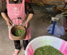 tea picker with fresh picked tea leaves for Mending Ganlu (Sweet Dew) green tea