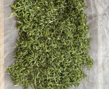 Mengding Ganlu (Sweet Dew) fresh leaves on a mesh screen for withering. Withering takes around 5 hours