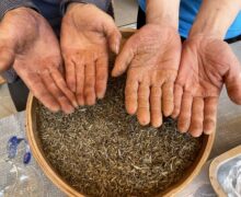 The masters hands show the effects after frying tea on a hot wok