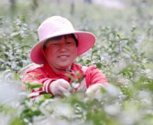 A woman picking Mogan Huangya tea leaves in Mogan Mountain, Zhejiang Province, China.