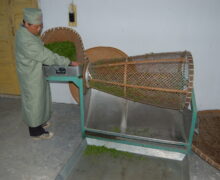 A man sorting the sprigs and large leaves right after the freshly picked leaves arrive at the factory. Huangshan Maofeng Chinese green tea.