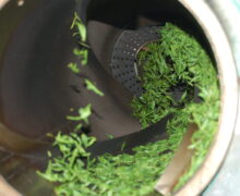 After withering, Huangshan Maofeng green tea leaves are fried in a tumbling machine to stop oxidization.