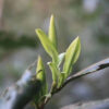 Huangshan Maofeng (Yellow Mountain) at the end of March, 1 bud and 1 leaf have grown to make Chinese green tea