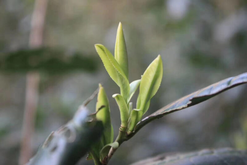 Huangshan Maofeng (Yellow Mountain) at the end of March, 1 bud and 1 leaf have grown to make Chinese green tea