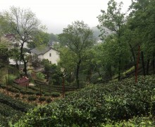 Weng family tea garden on the hills behind their neighborhood.