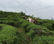 Several people walking single file between rows of tea bushes on a low hill with garden hoes over their shoulders.