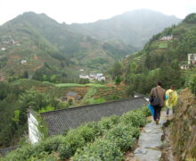 Countryside of Huangshan Maofeng (Yellow Mountain) Chinese green tea. Two people walking to the tea gardens.