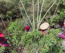 tea pickers in early April, handing picking fresh leaves for Huangshan Maofeng (Yellow Mountain) Chinese green tea.