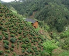 Steep tea garden for Huangshan Maofeng (Yellow Mountain) Chinese green tea in Anhui Province, China.