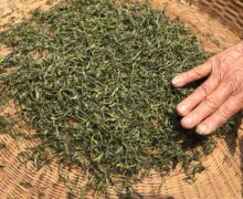 Master Pei Hongfeng uses her hands to judge the moisture of the Purple Bamboo Shoot Chinese green tea from Huzhou city, Zhejiang Province, China.