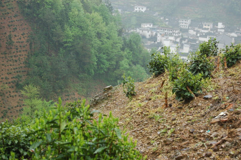 Huangshan Maofeng (Yellow Mountain) Garden with the village in She county, Anhui Province. The tea bushes are surrounded in rocky soil for high quality tea.