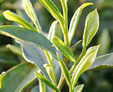 Close up of young tea leaves on the bush.