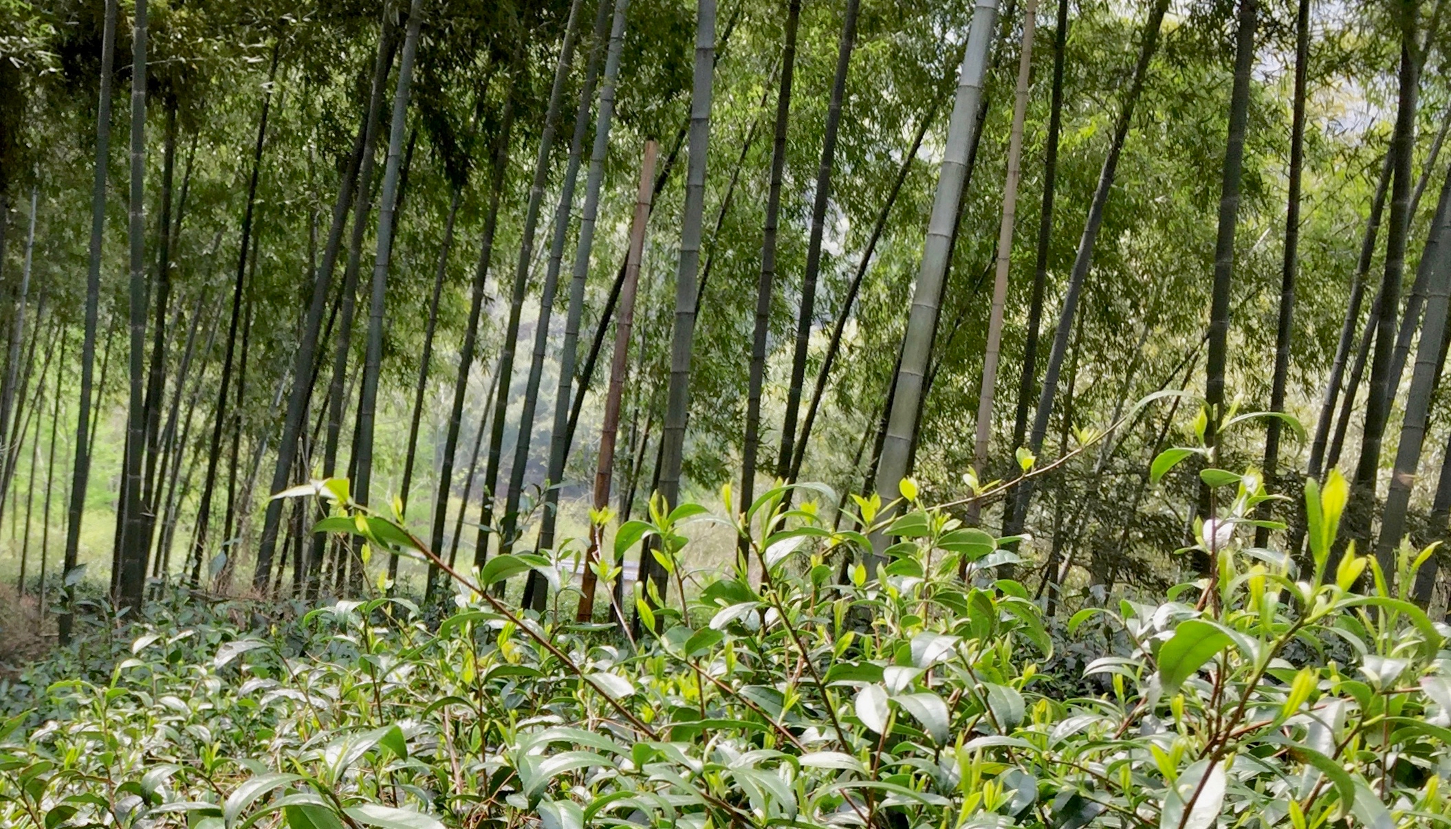 A patch of sunlit Guzhu Zisun tea bushes underneath towering stalks of bamboo in Zhejiang Province.