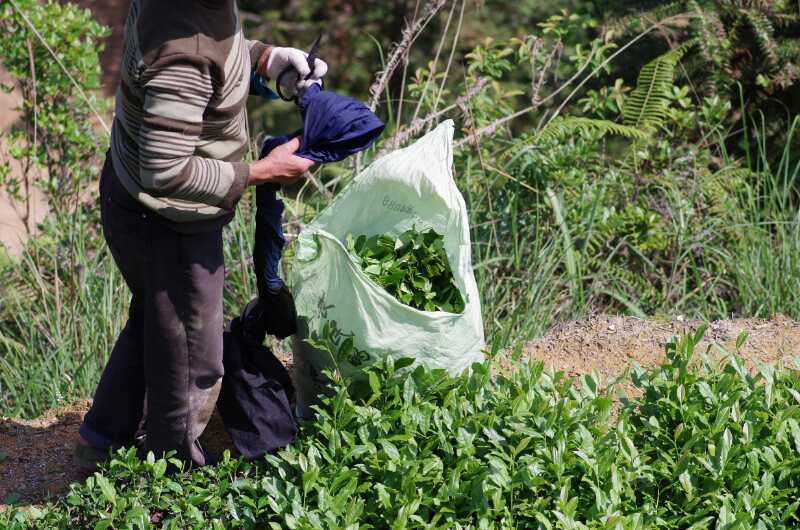 A person holding a pair of scissors and wearing one glove, standing next to several low tea bushes with a mostly-filled large bag of harvested tea leaves.
