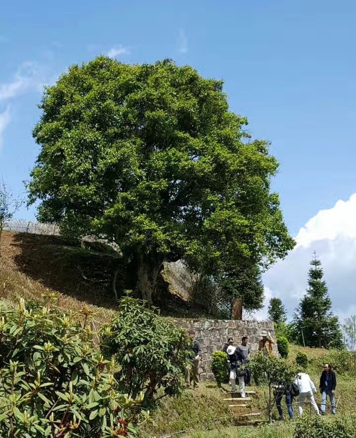 A very large tea tree on a hillside in Fengqing County, with several people gathered down below.