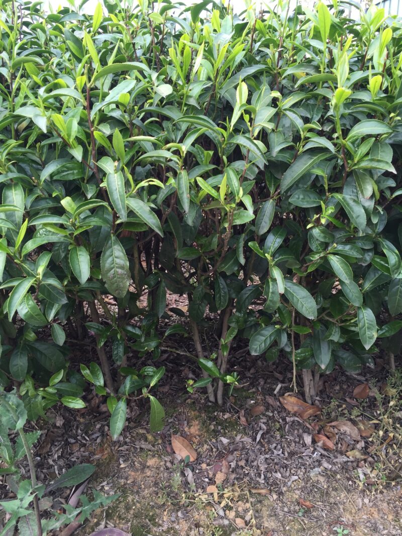 During early April, Fo Mei (Buddhas Eyebrow) organic green tea bushes are almost ready for the plucking season