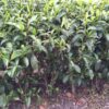 During early April, Yun Wus (Clouds and Mist) tea bushes are almost ready for the plucking season