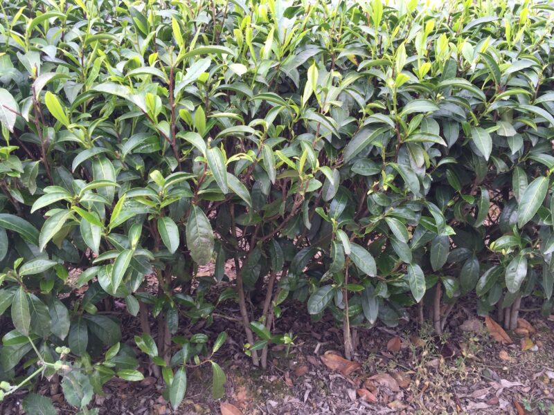 During early April, Yun Wus (Clouds and Mist) tea bushes are almost ready for the plucking season