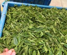 Organic green tea leaves after withering process