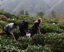 three men digging around tea bushes to add organic fertilizer.