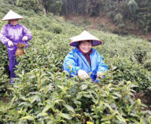 two women, colorfully dressed, hand picking tea leaves at an organic tea garden in the mountains, with a pine and bamboo forest in the background.