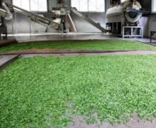 Tea leaves spread out on bamboo sheets for withering process