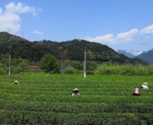 Fo Mei (Buddhas Eyebrow) high-mountain organic tea garden on a sunny plucking day