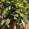 A short squat Yunnan tea bush with a thick woody stem and large leaves, growing out of rich red soil.