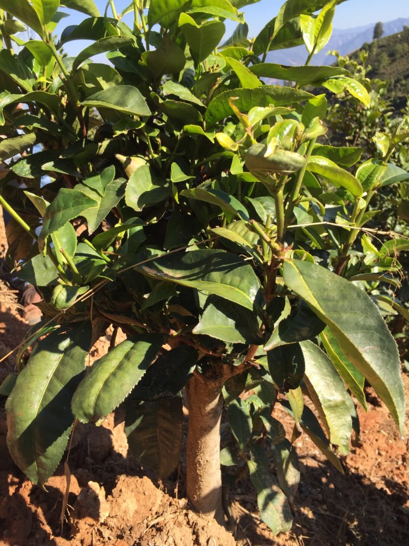 A short squat Yunnan tea bush with a thick woody stem and large leaves, growing out of rich red soil.