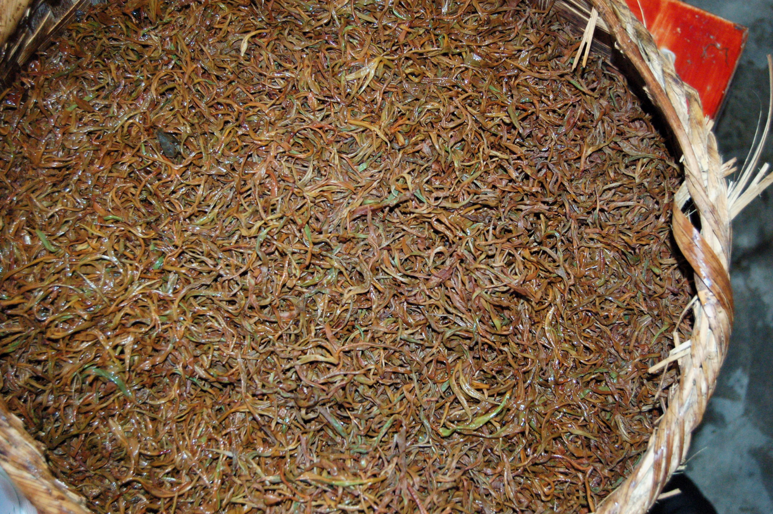 Oxidizing tea buds turning from green to gold, with hints of red.