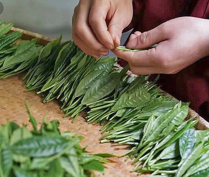 A neat pile of Taiping Houkui green tea leaves on a woven bamboo tray, with someone removing the third leaves on the sprig by hand.